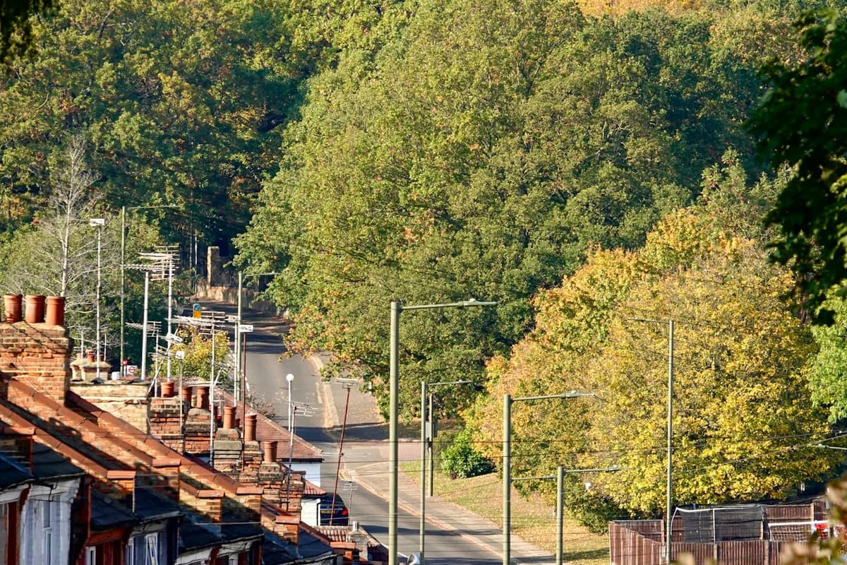 Tree-lined residential street in autumn