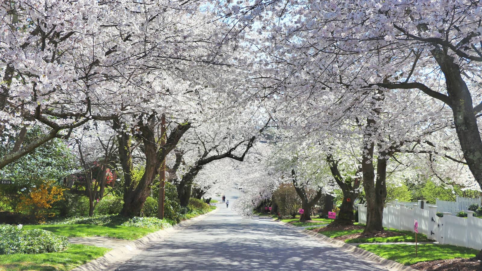 A Hillcrest street lined with blossoming trees