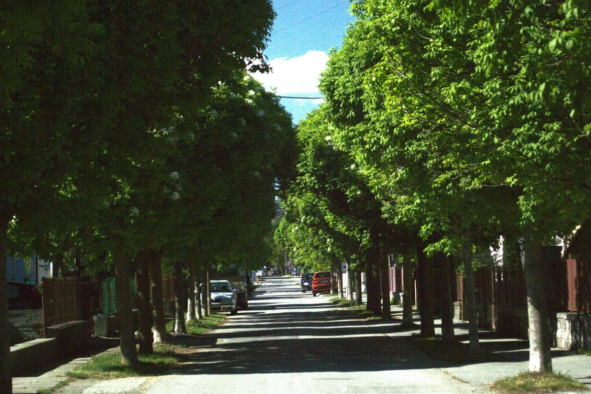 Tree-lined street